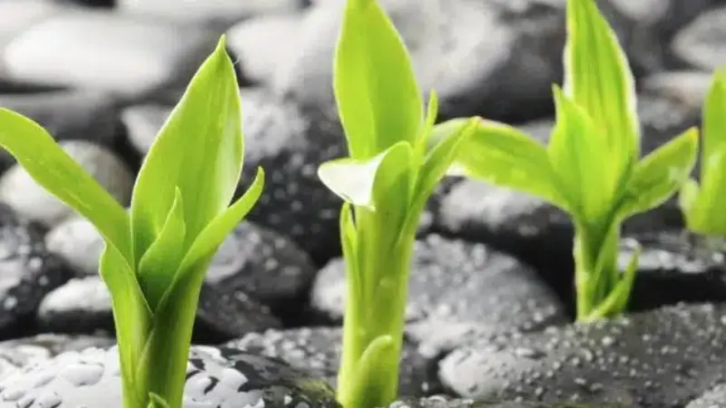 Anazao Community Partners facility in Wooster, Ohio